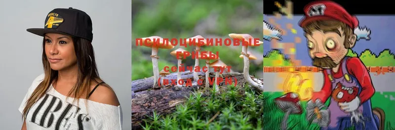 Галлюциногенные грибы Psilocybe  Дигора 